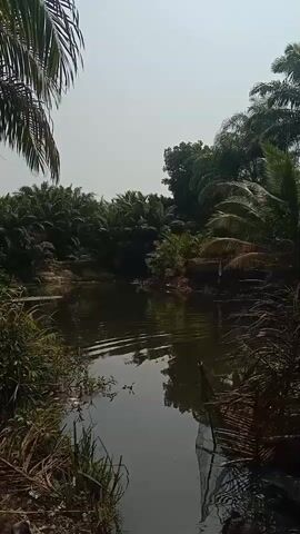 A vertical, handheld shot captures a tranquil natural scene. A body of dark water dominates the foreground, its surface rippling gently. Lush green foliage, including palm fronds, lines the banks and extends into the background, forming a dense canopy. The sky above is a pale, hazy blue, suggesting daylight. The overall impression is one of peaceful, undisturbed nature.