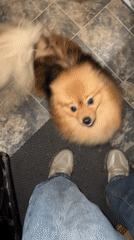 Pomeranian and cat play captured in Moscow residential area