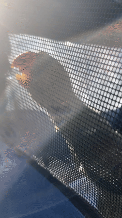 Parrot in blue pet carrier, Pazardzhik, Bulgaria