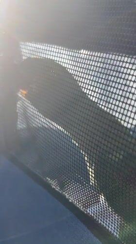 Parrot in blue pet carrier, Pazardzhik, Bulgaria