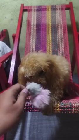 A person's hand holds a white, fluffy object near a small, brown poodle puppy. The puppy is sitting on a woven chair with red wooden legs. The chair has a colorful woven seat with stripes of pink, purple, yellow, and red. The puppy has curly fur and is looking at the object in the hand. The background is blurred, but appears to be an indoor setting with a textured wall.