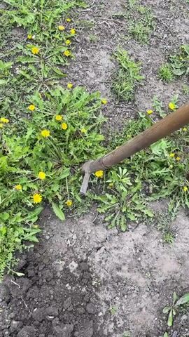 The video shows a patch of dirt covered in dandelions being tilled by a gardening tool. The tool has a wooden handle, and a short metal blade in the shape of a small hoe or pickaxe.  The tool is used to loosen and turn the soil, pulling up some of the dandelions. Only one foot in a black boot is visible belonging to the operator.