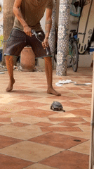 Person sprays turtle with garden tool in Morocco
