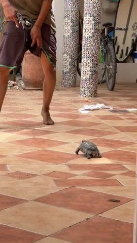 A person with dreadlocks, barefoot and wearing brown shorts and a green t-shirt, stands on a checkered tile patio and uses a garden sprayer on a small turtle. Behind them are two mosaic pillars, a bicycle, and two surfboards leaning against a wall. A palm tree is to the left of the person.
