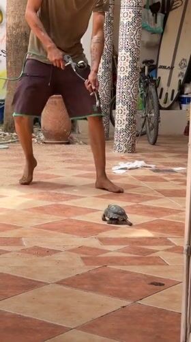 Person sprays turtle with garden tool in Morocco