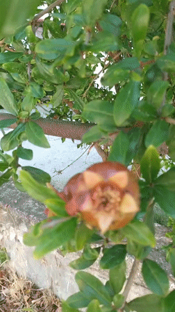 Summer flora in bloom across two Greek coastal villages
