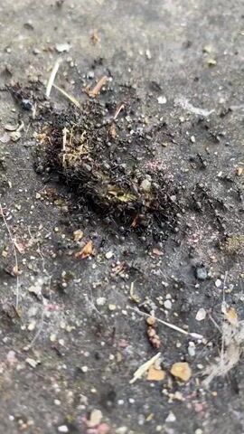 A close-up, slightly shaky overhead shot shows a group of black ants swarming over a piece of food on a grey, granular surface. The food item appears to be a dead insect, possibly a grasshopper or cricket, with parts of its body exposed. Some ants are carrying smaller pieces of the food, while others are actively consuming it. There are also a few strands of dry grass and small pebbles scattered around the food item and the surrounding area. The lighting suggests it is daytime outdoors.