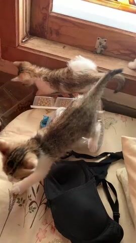 The video shows two kittens on a surface, possibly a bed. One kitten, in the foreground, is a tabby with white markings and is in motion, appearing to be walking or jumping. It is positioned near a black bra. Another tabby and white kitten is in the background, lying down. The environment appears to be indoors, with a window frame visible in the upper portion of the frame. There are also some small containers and objects on the surface.