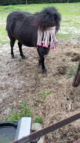A small black pony stands in a muddy pen with sparse grass. It wears a light-colored fly mask with pink fringe around its muzzle. The pony is facing forward and appears to be looking at the camera. The background shows a fence and some greenery.