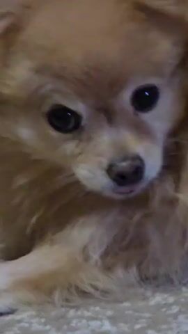 The video is a close-up shot of a small, tan-colored dog with fluffy fur. The dog's face is the primary focus, with its dark eyes and a pink nose visible. In one shot, the dog's tongue flicks out to lick its nose. The background appears to be a carpeted surface. The lighting is soft and natural.
