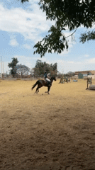 Equestrian training and competition activities at Cholula riding club