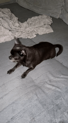 Dog stretches and rolls playfully on furniture in Kazan