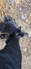 Black kittens and ripe prickly pear in an outdoor setting