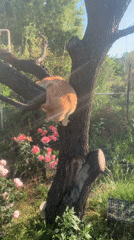 Orange tabby explores a backyard tree above blooming pink roses