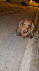 Evening dog walk captured in Krasnoyarsk amid spring blossoms