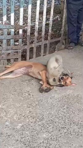 A brown dog lies on its back on a concrete surface. Another animal, likely a monkey, is on top of the dog, appearing to bite or paw at the dog's face. The monkey is predominantly grey with a lighter colored underside and face. The dog is a medium-sized breed with tan fur. In the background, a wooden fence runs horizontally, and beyond that, there are indications of refuse and debris. To the right, the lower legs and feet of a person wearing dark pants and dark shoes are visible, standing near the fence. The interaction between the dog and the monkey seems to be playful or possibly aggressive, though the dog's posture suggests it is not actively resisting.