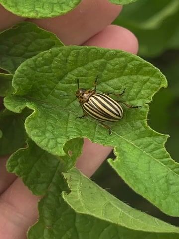 This close-up, vertical video shows a Colorado potato beetle on a green potato leaf, held by a person's fingers. The beetle is the central subject, with its distinctive black and yellow stripes clearly visible on its back. It has six legs, two antennae, and appears to be resting on the leaf. The potato leaf is vibrant green with visible veins and some ragged edges, suggesting it may have been partially eaten. The person's fingers, gently holding the leaf, are in the background, slightly out of focus, and appear to be light-skinned.

The scene is outdoors, likely in a garden or field, given the presence of potato plants. The lighting suggests daytime, possibly morning or afternoon, with diffused light. There are no other objects or people prominently featured. The overall mood is calm and observational, focusing on the natural detail of the insect and its habitat. The video is short, consisting of a few seconds of the beetle on the leaf, with subtle movement from the person holding the leaf. No text is visible in the media.