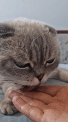 Scottish Fold cat enjoys lazy morning petting session at home