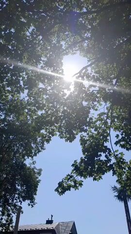 This is a vertical video taken from a low angle looking up through the canopy of a tree. The sun is shining brightly through the leaves, creating lens flare and dappled light. The sky is a clear, bright blue. In the bottom left of the frame, the corner of a building with a dark roof and white trim is visible.