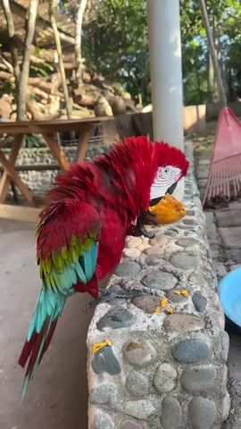 A red, green, and blue macaw perches on a stone wall and eats a piece of fruit. The bird has its head turned to the right, and its beak is in the fruit. The macaw's feathers are ruffled. In the background, there is a wooden table, some logs, and a rake. The ground is covered in small stones. The environment appears to be outdoors.