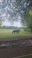 Horses, ponds, and tree-lined roads near Hévíz