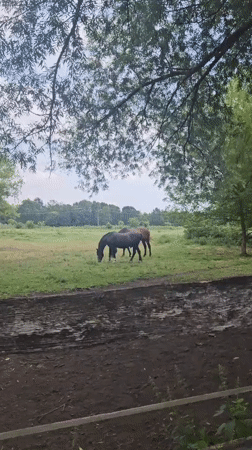 Horses, ponds, and tree-lined roads near Hévíz