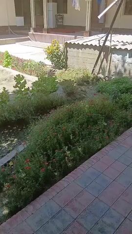 The video shows a courtyard with a small tree in the foreground. The tree has a thick trunk and branches that extend outwards. Behind the tree, there is a garden with green plants and small red flowers. In the background, there is a building with windows and a door. There are also some clothes hanging on a line. The ground is covered with dirt and some scattered leaves. The overall scene appears to be a residential backyard or courtyard.