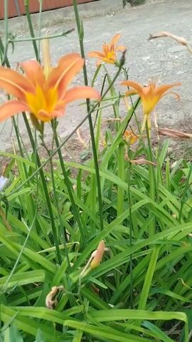 The video shows a close-up view of orange lilies blooming among lush green foliage. The camera pans slightly, revealing a light-colored gravel path and a fence in the background. A single small purple flower is also visible amongst the greenery. The lighting suggests an overcast day.