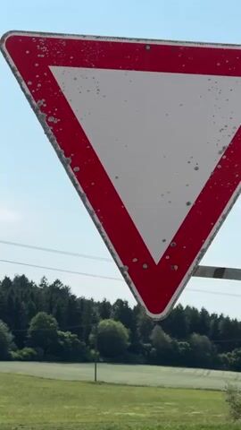 The video shows a triangular road sign with a red border and a white interior, indicating a yield or give way. The sign appears to be weathered and slightly dirty. Behind the sign, a rural landscape unfolds under a clear blue sky with a few wispy clouds. The landscape includes a lush green field in the foreground, followed by a field of golden wheat or barley, and a dense line of dark green trees in the distance. A wooden guardrail runs along the edge of the road, separating the road from the fields. A single utility pole stands in the middle ground. The perspective suggests the camera is positioned near a road, possibly at an intersection, looking out at the countryside. There are no people or animals visible in the frame. The lighting indicates it is daytime, likely late morning or early afternoon.