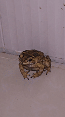 Multiple frogs, toads spotted on indoor surfaces in Vietnam