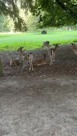 This media file captures a group of several spotted deer within a fenced enclosure. The scene appears to be a park or a wildlife sanctuary, with lush green grass and trees forming the background. A chain-link fence separates the viewer from the deer.

The deer are of various sizes, suggesting a mix of adults and younger ones. Some are standing, while at least one is lying down. Their coats are speckled with white spots, characteristic of fallow deer. One deer in the foreground stands alert, facing towards the left of the frame. Another is lying down in the center, its head resting on the ground. To the right, a taller deer stands with its back partially to the viewer. In the background, more deer can be seen grazing or standing within the enclosure.

The lighting suggests it is daytime, possibly late afternoon or early morning, given the soft, diffused light filtering through the trees. The weather appears to be pleasant, with green foliage indicating a time of year with ample vegetation. The ground within the enclosure is a mix of dirt and some patchy vegetation, while the area in front of the fence is mostly bare dirt and gravel. There is a dark wooden bench visible in the background beyond the fence and across the grassy area.

No people are visible in the media file. The overall mood is peaceful and serene, observing the animals in their environment. The location context of Cologne, Germany, doesn't offer specific visual cues within the image itself, but suggests a European setting. There is no visible text in the media file.