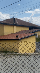 Small black dog spotted on rooftop in Bulgaria