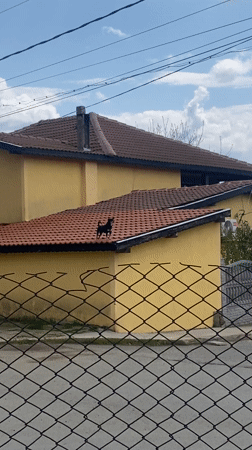 Small black dog spotted on rooftop in Bulgaria