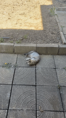Cats lounge on patios in Bulgarian town during midday