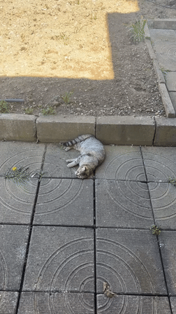 Cats lounge on patios in Bulgarian town during midday