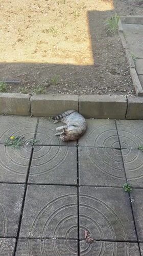Cats lounge on patios in Bulgarian town during midday