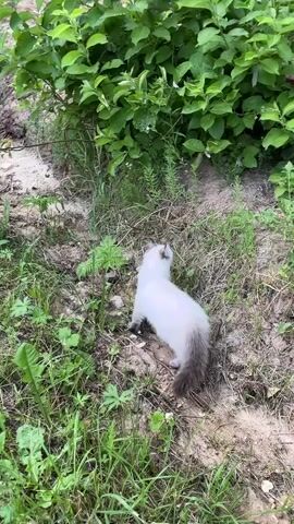 A fluffy white cat with dark brown points on its ears and tail, and a long bushy tail, sits on dry dirt and grass. The cat is facing away from the camera and looking up at some green plants. The cat turns its head to the left to sniff at a fern. The cat then turns its head back to the right and looks up again. The background is blurred green foliage.