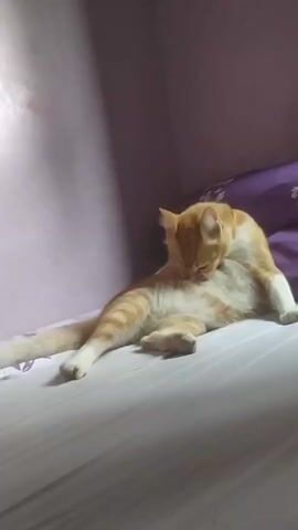 A ginger and white cat is lying on its back on a bed, grooming its abdomen. The cat's legs are spread apart, and its head is bent down to lick its fur. The bed appears to be covered with a white sheet. In the background, there is a purple pillow and a wall painted a light purple color. The lighting suggests it is indoors, possibly in a bedroom.