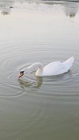 A white swan is swimming in a body of water. The swan is dipping its head into the water as if to drink or feed. There are ripples on the water's surface created by the swan's movement. In the background, a dark-colored duck is also swimming. The water appears somewhat murky, and the background shows the edge of the water with vegetation and trees. The lighting suggests it is either early morning or late evening.