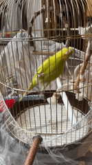 Budgie and fluffy dog doing their thing at home