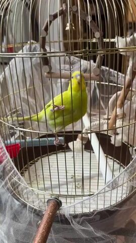 A lime green budgie is perched on a horizontal wooden bar inside a large, ornate birdcage. The cage has a gold-colored frame and is covered partially with white netting at the bottom. The budgie is facing to the right of the frame, with its head slightly tilted back. It appears to be preening or grooming itself. The background is blurred but suggests an indoor setting with soft lighting.