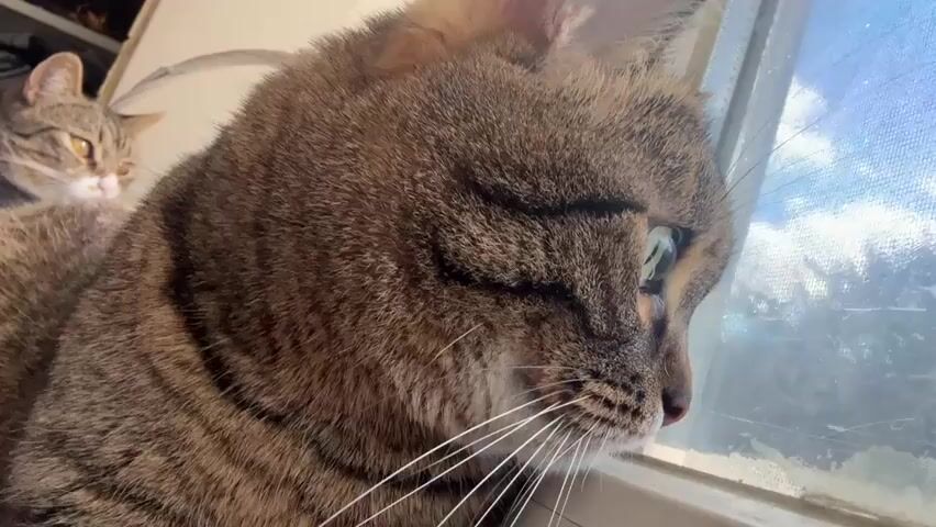 A close-up shot of a tabby cat's face as it looks out a window. The cat's green eyes are focused on something outside. In the background, another tabby cat is visible, peeking over the first cat's shoulder. The windowpane is slightly dirty and shows a blurry view of the sky and some trees. The lighting suggests it is daytime, possibly sunny. The cats appear to be indoors, possibly on a windowsill or ledge. The overall mood is calm and observant.