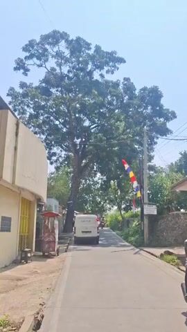 The video begins with a view of a street lined with buildings and a large tree. A white van is driving down the street, followed by a motorcycle. The van passes a small food stall on the left side of the street. The video then pans up to show the canopy of the large tree, which is in full bloom. The scene is bathed in sunlight, and the sky is clear and blue. As the van continues down the street, it passes by a collection of flags, including the Indonesian flag, indicating a festive occasion or national pride. The van's brake lights illuminate, suggesting it may be slowing down. The motorcycle is still visible behind the van. The environment appears to be a rural or suburban area with lush greenery surrounding the road. The video is shot from a mobile device, with slight shake and movement, typical of handheld footage. The overall impression is a snapshot of everyday life in a sunny, tropical location.