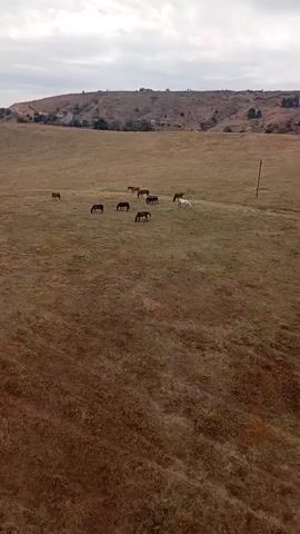 The video shows a herd of horses grazing in a dry, grassy field. The field is rolling with hills in the background and a cloudy sky above. A power line pole is visible on the right side of the frame. A cable car, with the word "EXPRESS" visible on it, passes through the frame from left to right, momentarily obscuring some of the horses.