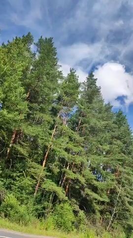 The video shows a low-angle, moving shot of a forest canopy against a blue sky with white clouds. Tall green trees, primarily conifers, dominate the frame. The perspective suggests the viewer is either on the ground looking up or in a vehicle moving alongside the trees. The wind appears to be moving the branches, creating a sense of motion. The lower edge of the frame shows hints of a road and some undergrowth. The lighting suggests it is daytime.