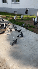 Pigeons, red insects, and street-level scenes from Chaikovsky