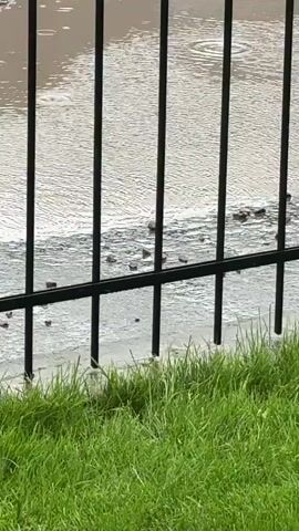 The video shows a close-up view of a puddle of water on a paved surface, possibly a street or sidewalk. Raindrops are visible, creating ripples on the surface of the water. Several small, dark objects, possibly stones or debris, are scattered along the edge of the puddle. The foreground of the video features green grass. In the background, there are vertical black metal bars, which appear to be part of a fence or railing. The scene is outdoors and appears to be during a rainy day.