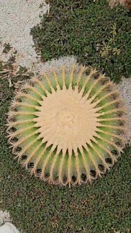 This is a close-up, overhead shot of a large, spherical cactus with prominent ribs and golden spines. The cactus is surrounded by small, green plants and gravel. The camera slowly zooms in on the cactus, revealing intricate details of its texture and structure. The lighting is bright, suggesting an outdoor setting, possibly a botanical garden or desert landscape.