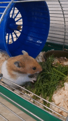 Hamster eats, drinks, and explores its cozy cage setup