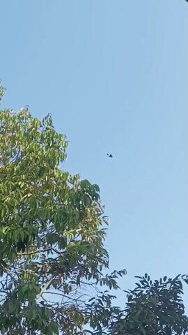 The video shows a clear blue sky with a helicopter flying in the distance. The helicopter is small in the frame, indicating it is high up. In the foreground, there are the tops of trees with green leaves. The trees are partially obscuring the sky.